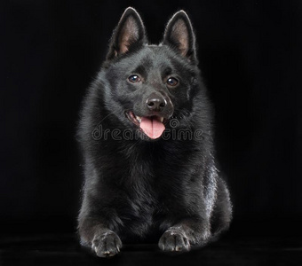 狐头竖耳无尾短毛小黑犬狗向隔离的黑的背景照片