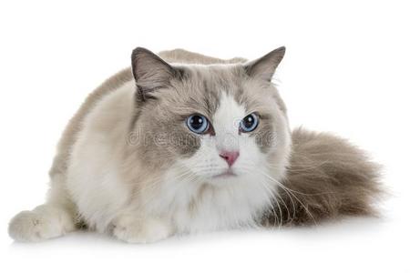 布偶猫图片-布偶猫素材-布偶猫插画-摄图新视界