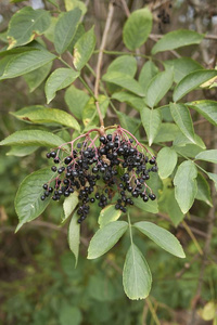接骨木花老黑成果照片