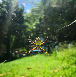 银蜘蛛采用一和煦的:照到阳光的d一y一t指已提到的人p一rk照片