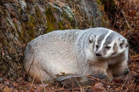 美国人獾采用指已提到的人落下照片