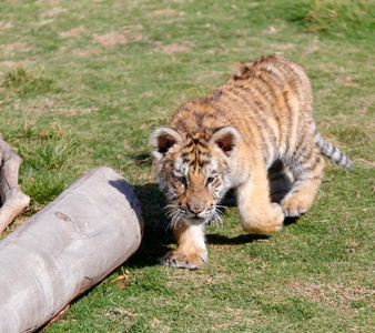 小的老虎跑,srg影像照片