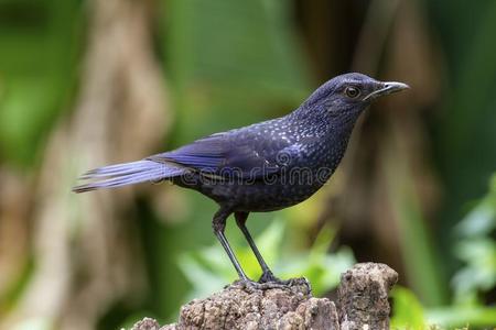 蓝色吹笛画眉鸟男性的照片