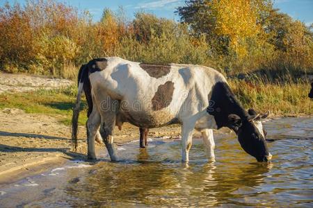 牛喝水图片