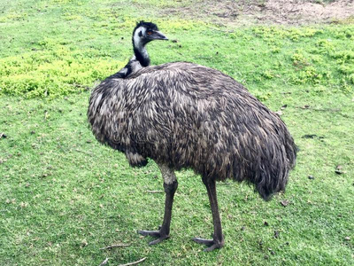 澳大利亚大型鸟类大全图片