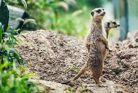 公老鼠胆小的老鼠照片