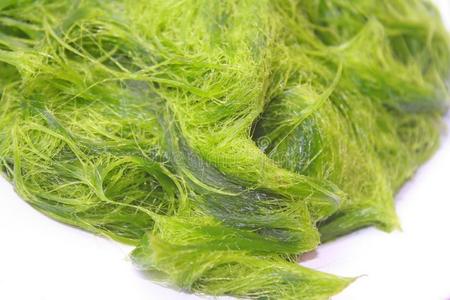 绿色的水棉属的绿藻类是(be的三单形式新鲜的水水藻aux.