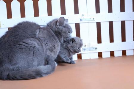 小灰色短毛猫小猫图片