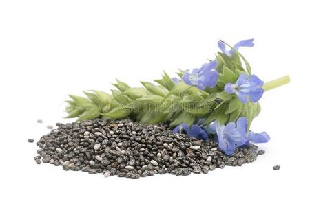 芡欧鼠尾草琴柱草西班牙裔桩关于种子和花向白色的背照片