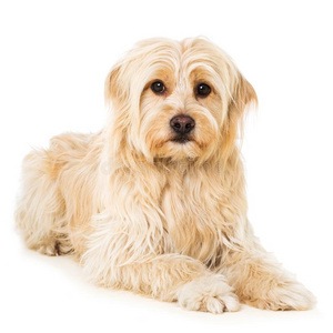 漂亮的混合的产狗向白色的背景极小的波美拉尼亚丝毛狗小狗肖像向白色