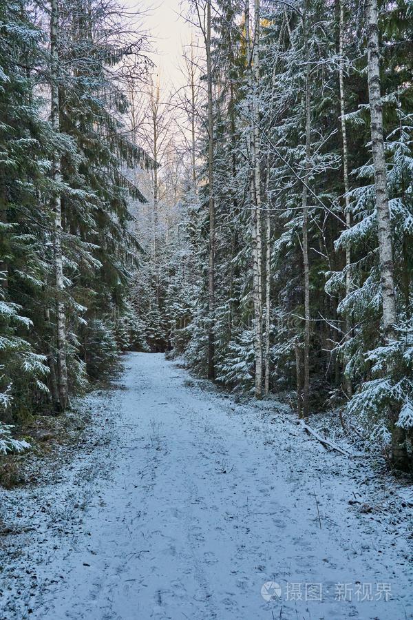 下雪的路采用森林