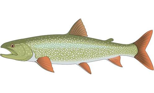 鲑鳟鱼图片