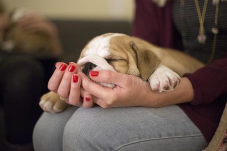 英语的犬种女孩热烈地拥抱漂亮的英语斗牛犬小狗在期间睡眠照片