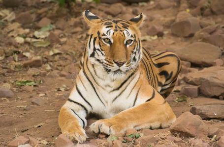 母老虎母老虎一次静止的向多岩石的地面照片