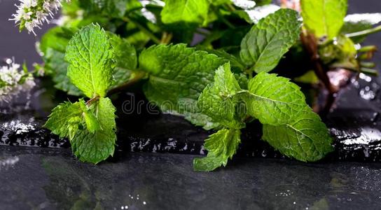 薄荷草图片-薄荷草素材-薄荷草插画-摄图新视界
