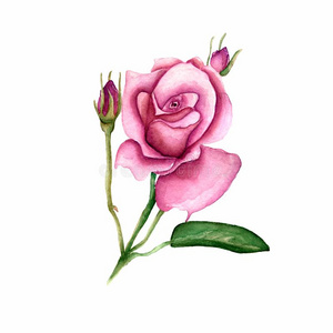 玫瑰花水插画 玫瑰花水手绘 玫瑰花水卡通图 摄图新视界
