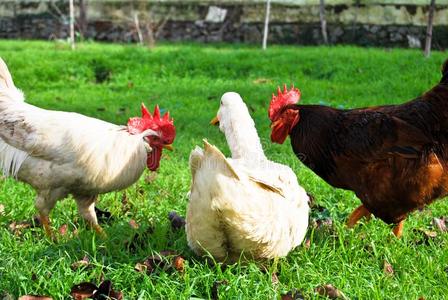 公鸡鸭保护图片-公鸡鸭保护素材-公鸡鸭保护插画-摄图新视界