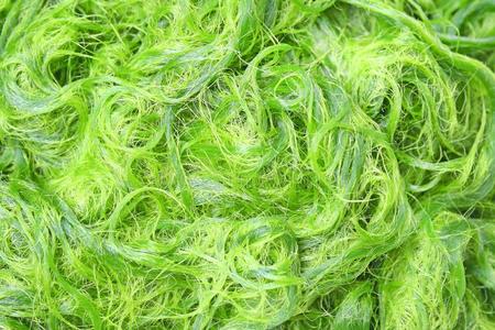 质地新鲜的绿色的水棉属的绿藻类,齐涅马塔目,aux.