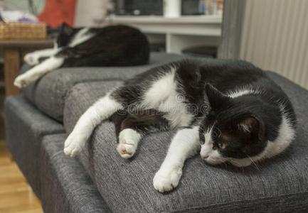 黑的和白色的睡眠猫-双的麻烦.照片