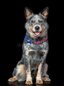 澳大利亚的狗图片