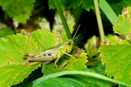 蝗虫产卵绿色的蟋蟀万客隆特写镜头照片