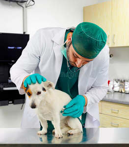 宠物一医生兽医医生仔细检查一狗照片