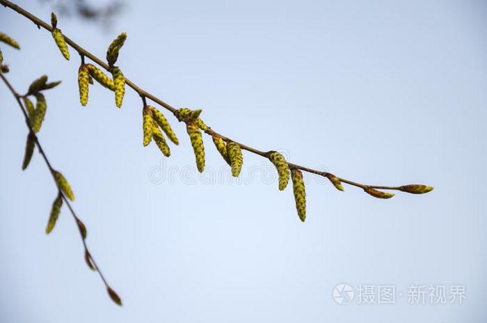 耳环开花树