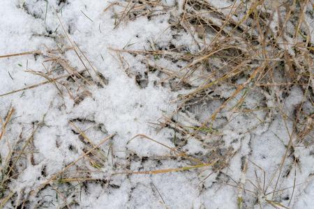 草枯萎了, 最后的雪, 温暖的 sp春天在森林里, 小草枯萎了, 最后笛