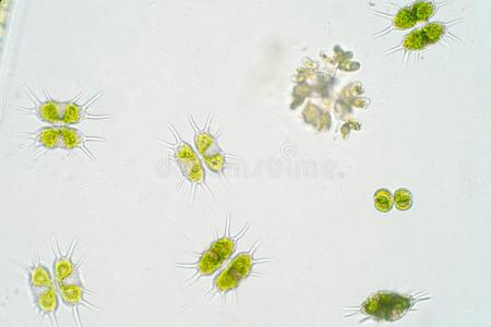 孤立在白色背景上的蝗虫淡水池塘水浮游生物和藻类在显微镜下.