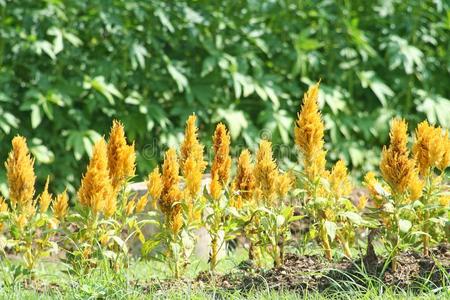 羽毛的鸡冠图片