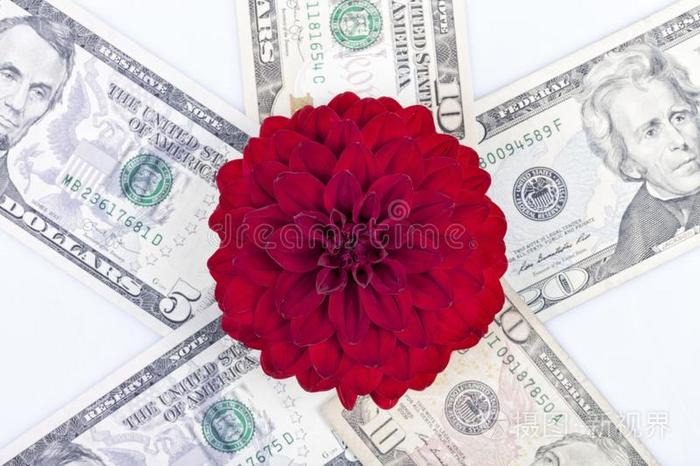 一红色的戴利亚花向顶关于美元账单隔离的
