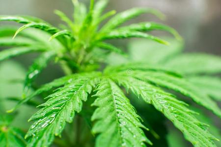天津大麻花摄影图 天津大麻花图片大全 天津大麻花照片 摄图新视界