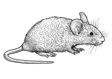 老鼠线描装饰画图片