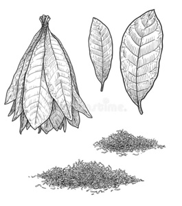 植物科幻画说明烟草植物叶子说明,绘画,版画,墨水,线条一照片