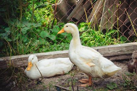 鸡, 鸭, 鹅, 火鸡, 鸽子, 鹌鹑 ico一群雏麝香鸭鸭鸭在家禽养殖场的