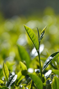 抹茶叶子图片