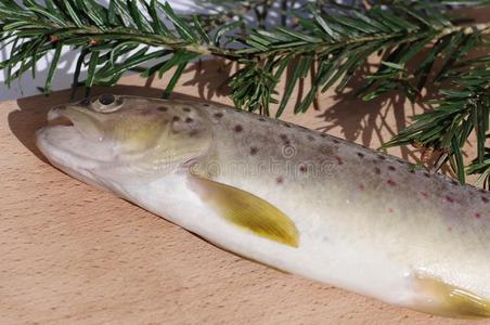 新鲜的鲑鳟鱼照片