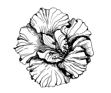 黑的白色的旱金莲属植物说明墨水制图学照片