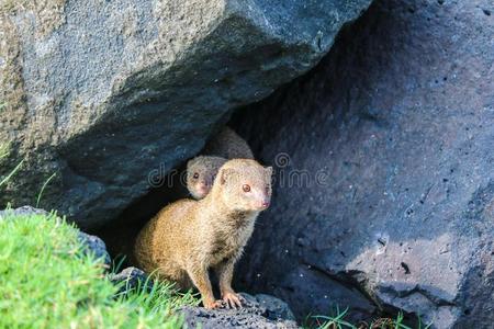 野生的猫鼬躲藏在下面熔岩岩石照片