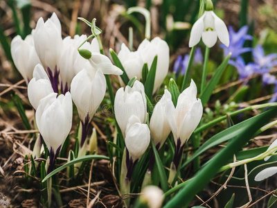 绵花图片 绵花素材 绵花插画 摄图新视界