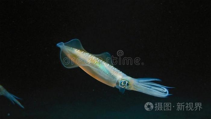 大鳍猪齿绵 礁乌贼塞皮托提斯莉莎娜 它是 Be的三单形式一ceph一lopod 英语字母表的第18个字母照片 正版商用图片31bkq4 摄图新视界