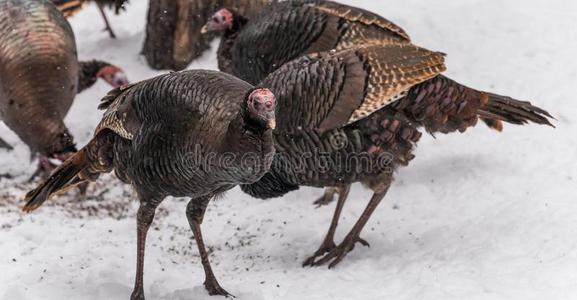昏暗腿东方的野生的火鸡梅拉格里斯加拉帕沃西尔维斯特里斯母鸡.照片