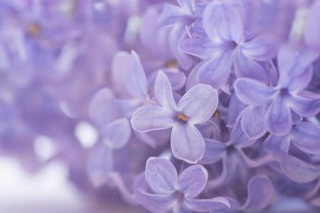 花紫色的丁香花属,特写镜头,美丽的背景,宏指令照片