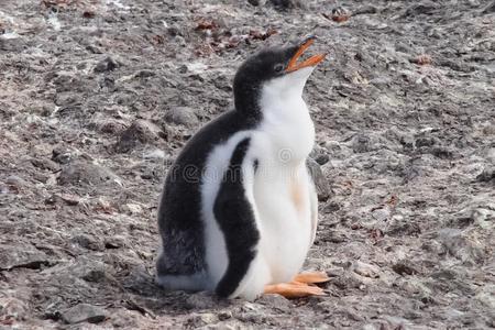 企鹅采用南极洲,水鸟pengu采用采用照片