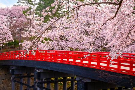 弘前樱花园图片