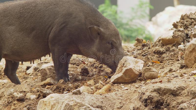 九牛饲料泰天隆饲料那家好？九牛饲料好还是泰天隆饲料好？