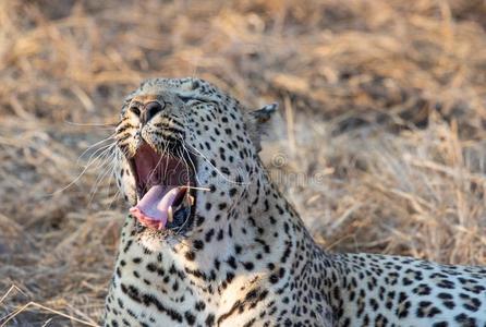 关在上面肖像关于男性的豹和敞开的口展映牙照片