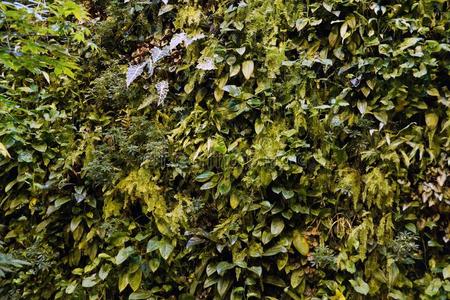 田园暮色各种各样的情况关于树叶和暮色关于绿色的.