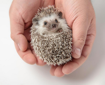 人佃户租种的土地漂亮的非洲的侏儒刺猬采用二者手照片