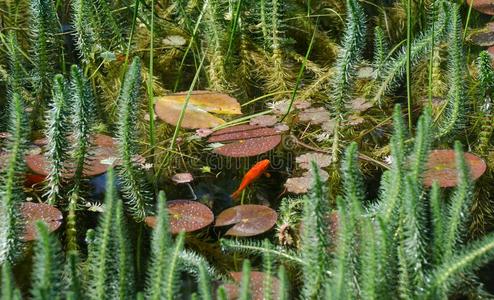 锦鲤鲤鱼鱼采用绿色的池塘在ma采用au岛花园照片